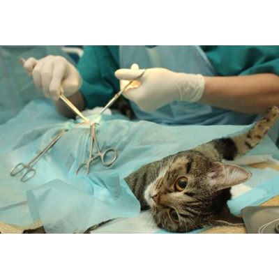 Цены на стерилизацию кошки