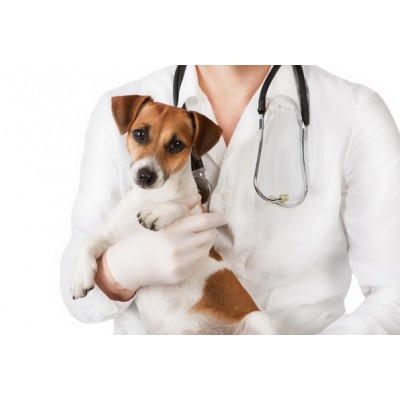 Как правильно кормить стерилизованную собаку? Какой корм выбрать для стерилизованной собаки? Сколько стоит стерилизация собаки в Краснодаре?