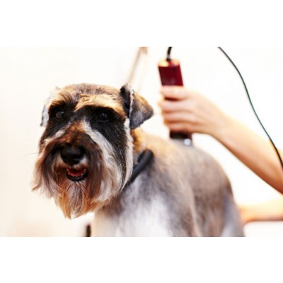 обучение грумингу москва, как стать грумером, курсы по стрижке собак