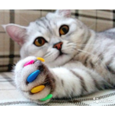 Купить антицарапки для кошек в Краснодаре: нужны ли накладки на когти кошкам?