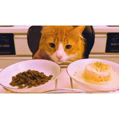 Как правильно кормить кота? Рассматриваем основные ошибки в кормлении кошек.